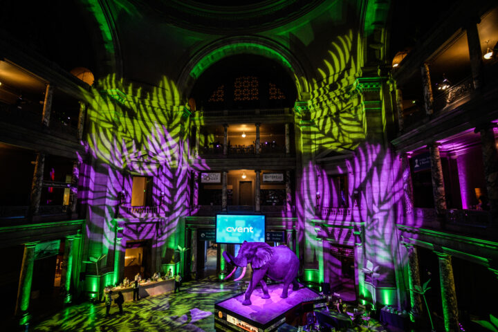 An elephant stands in a room illuminated by purple and green lights.